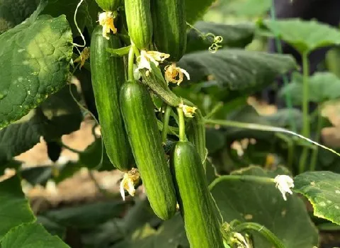 خرید و قیمت خیار گلخانه ای جیرفت  + فروش صادراتی